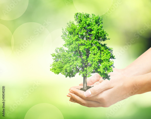 Female hands holding green tree on blurred natural background