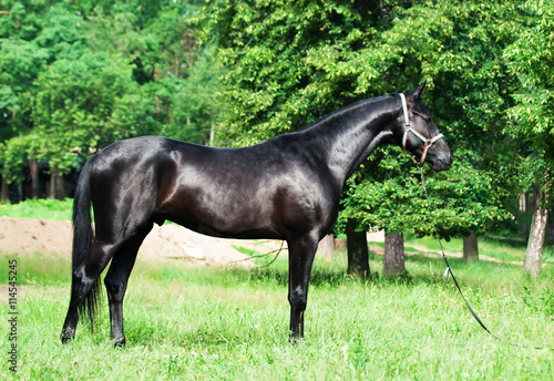exterior of black sportive horse
