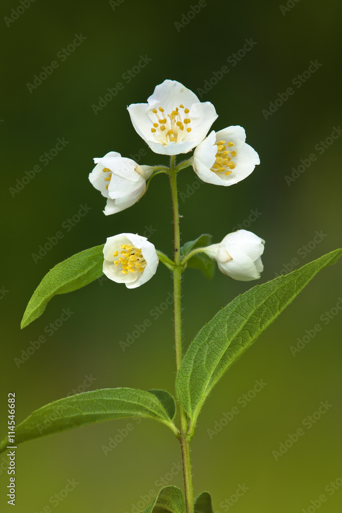 Fototapeta premium jasmine flower in the garden