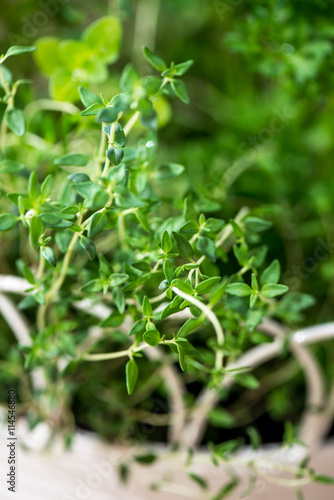 Fresh Herbs in Hanging Outdoor Basket