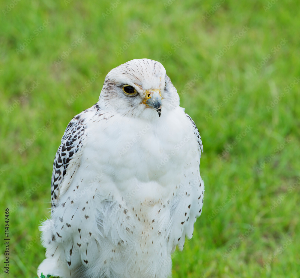 Obraz premium Sakerfalke Raubvogel