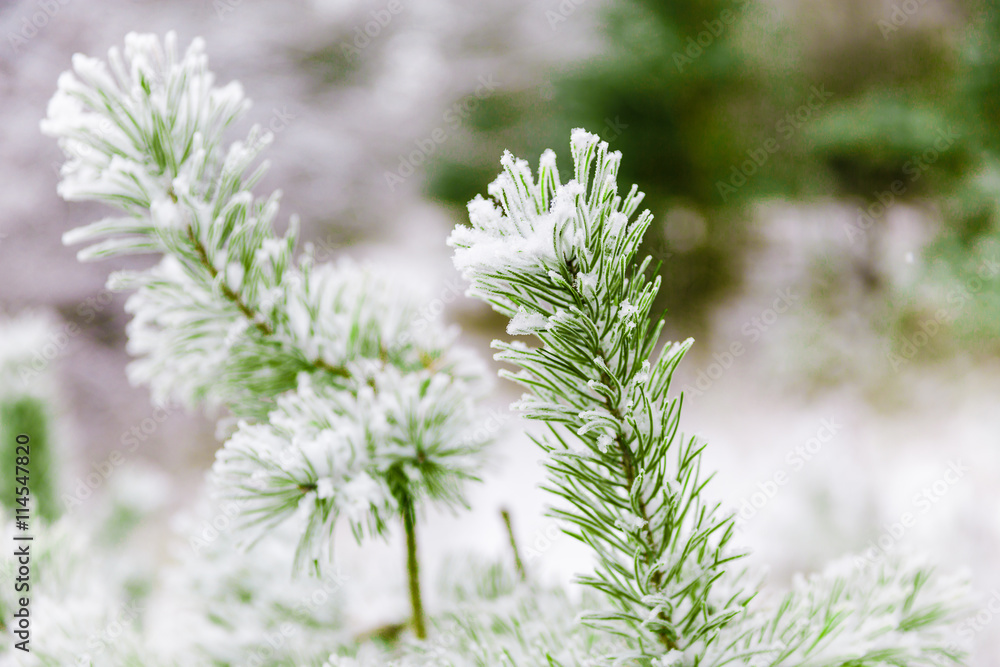 Pine branches covered in snow