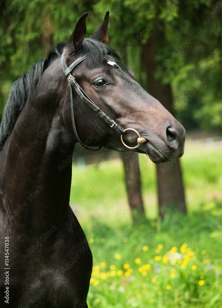 portrait of of black sportive horse portrait of of black sportive horse