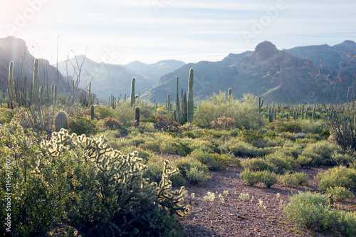 Organ Pipe Cactus National Monument, Arizona, US photo