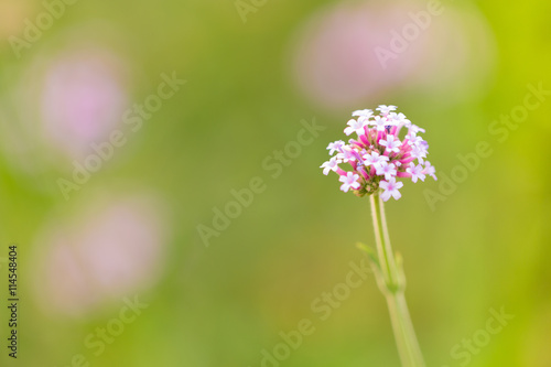 defocused of spring flowers with blurred background. macro shot