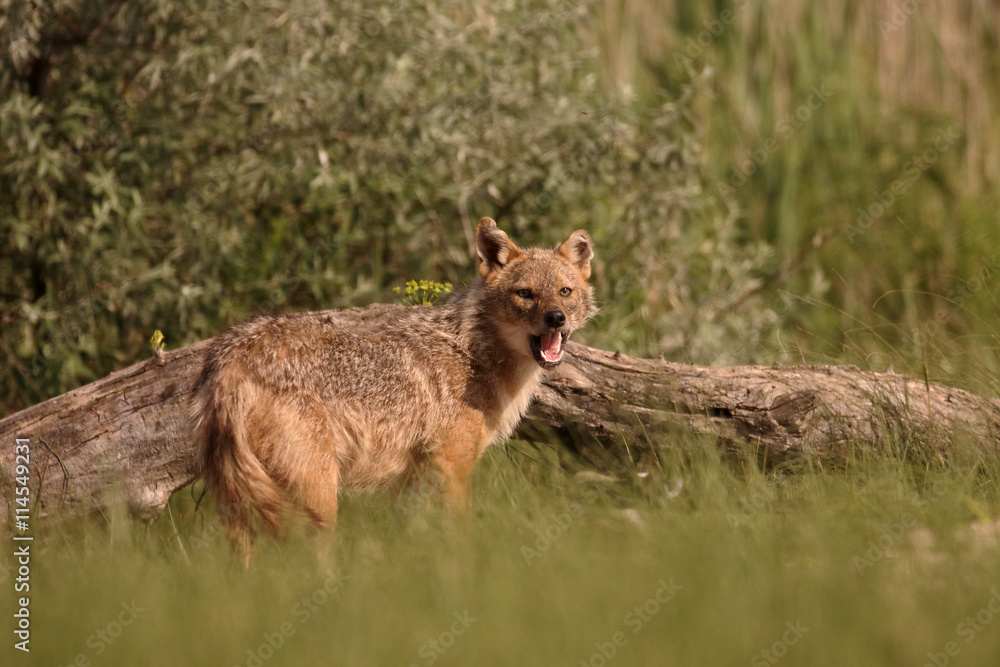 European jackal, Canis aureus moreoticus