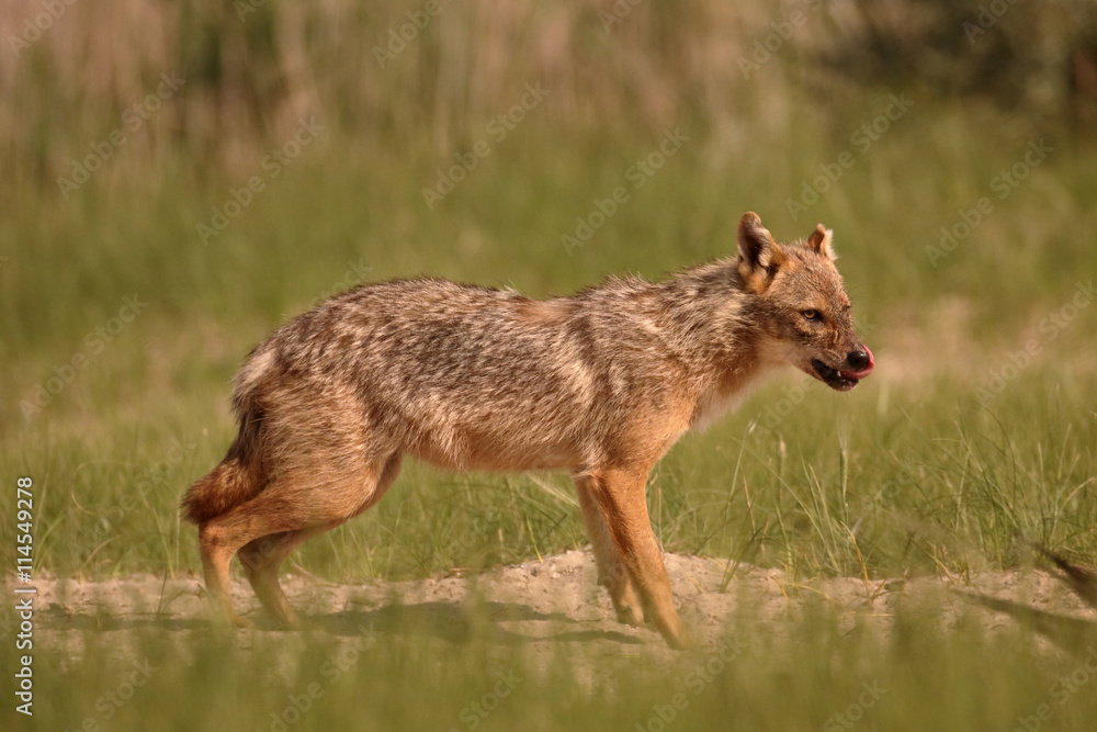 European jackal, Canis aureus moreoticus European jackal, Canis aureus moreoticus