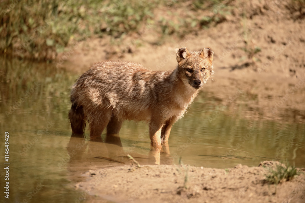 European jackal, Canis aureus moreoticus European jackal, Canis aureus moreoticus