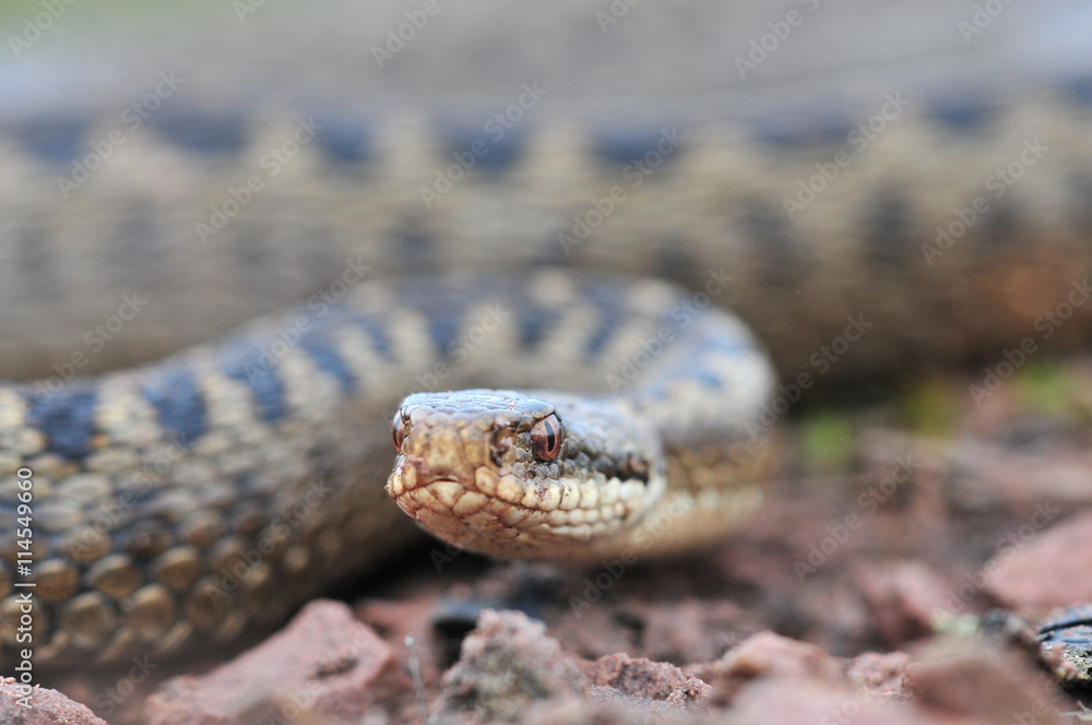 Kreuzotter Vipera berus Schlange Kreuzotter Vipera berus Schlange