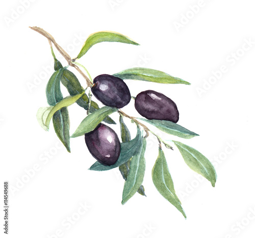 Olive branch - black olives vegetables and leaves. Watercolor