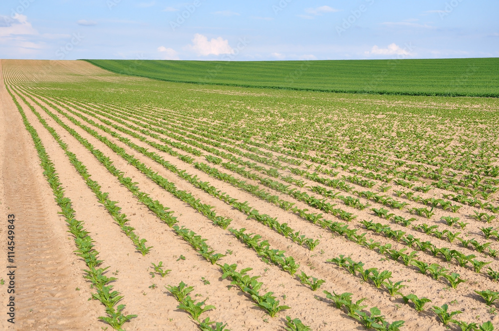 Agricultural field with crops of fodder plants. Rows of green seedlings in perspective. Agricultural field with crops of fodder plants. Rows of green seedlings in perspective.