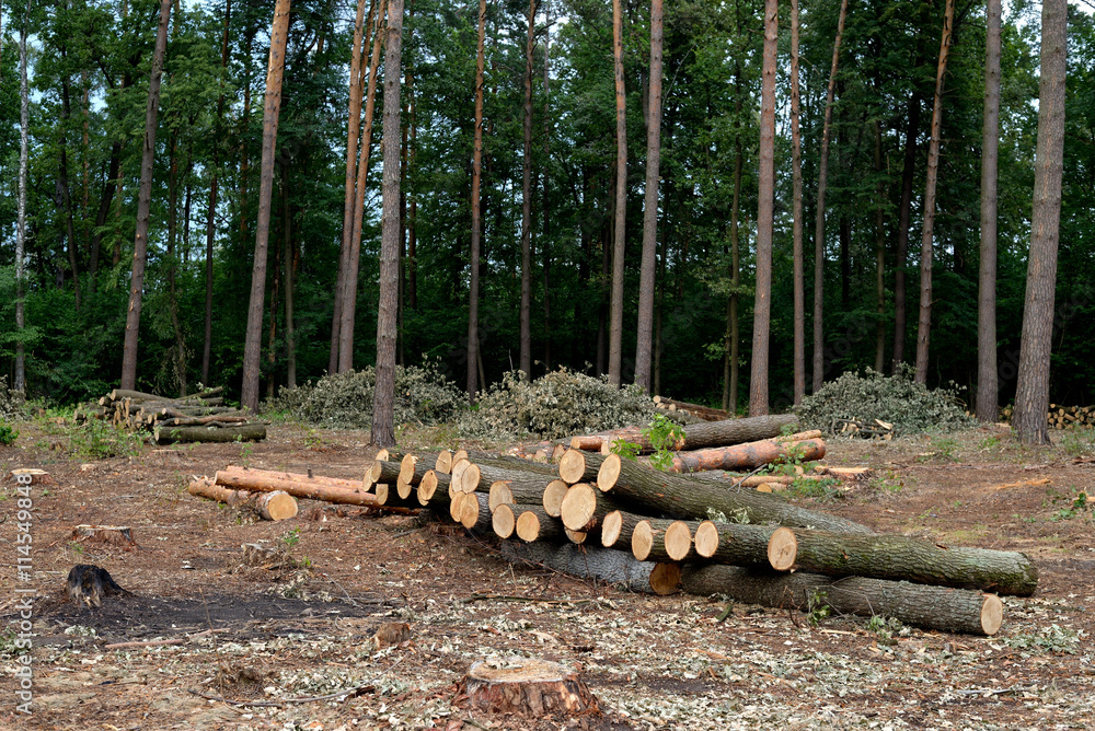 Pine and oak logs, industrial tree felling Pine and oak logs, industrial tree felling