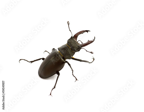 Stag beetle isolated on  white background.Horn stag beetle r closeup on a white background