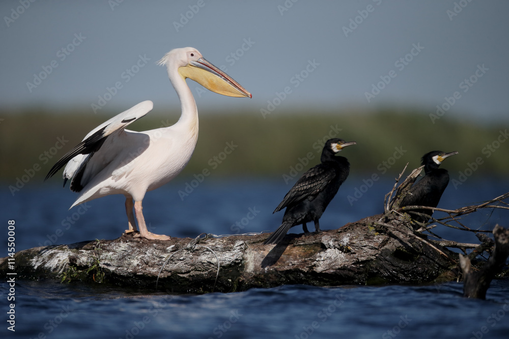 Fototapeta premium Great white-pelican, Pelecanus onocrotalus