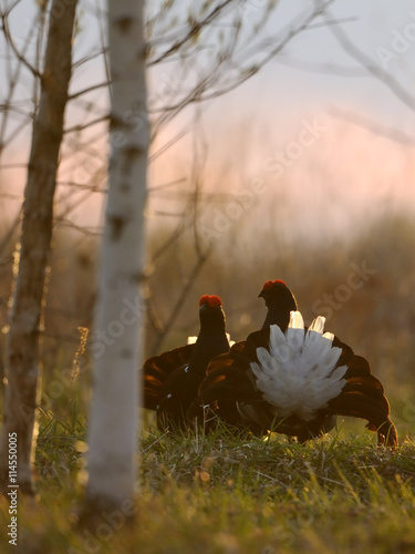 Wallpaper Mural Two male Black Grouses at courtship display place Torontodigital.ca