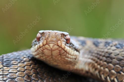 Kreuzotter Vipera berus Schlange