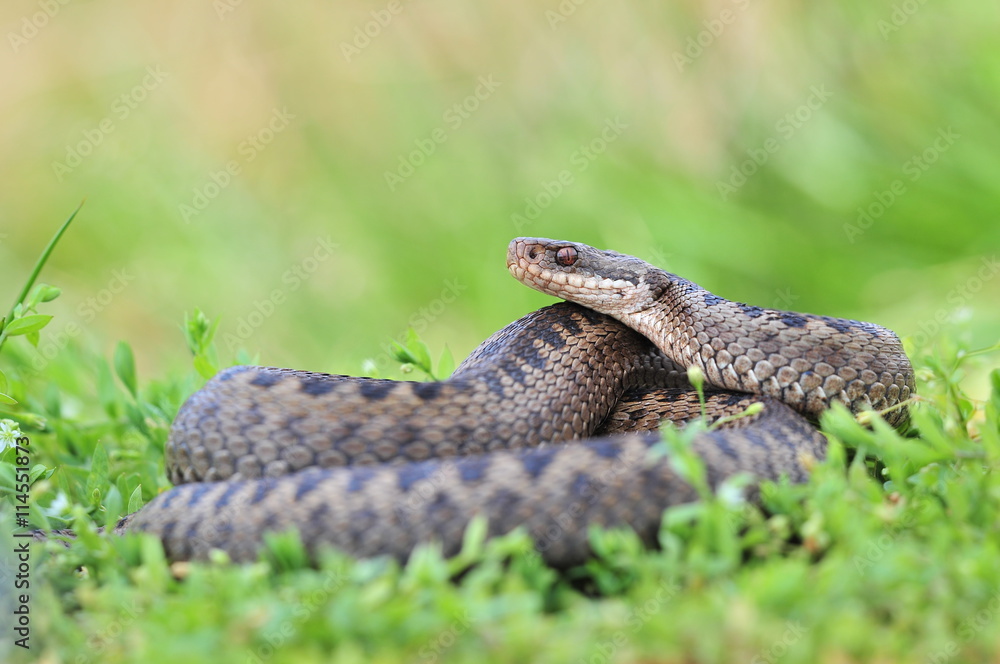 Fototapeta premium Żmija Vipera berus snake