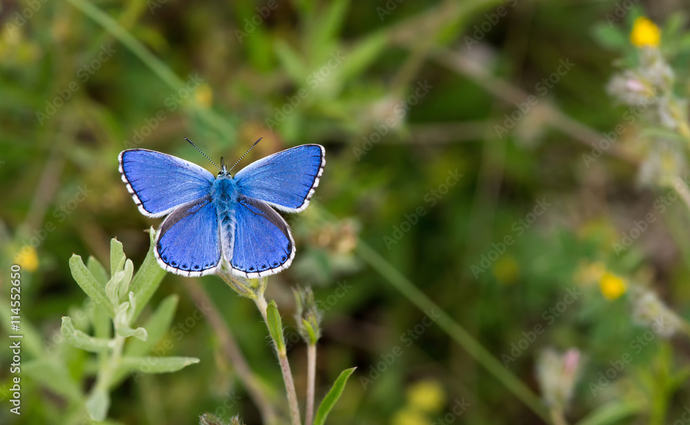 Naklejka premium Blue butterfly against green grass - macro