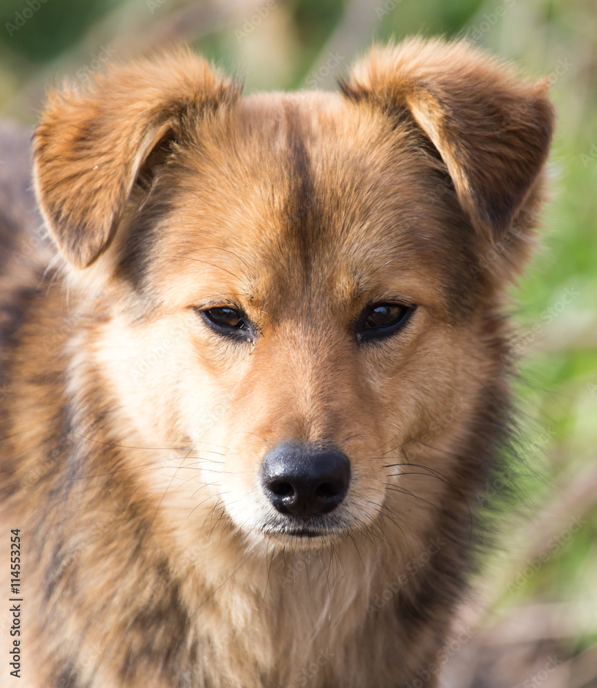 Portrait of a dog on the nature Portrait of a dog on the nature