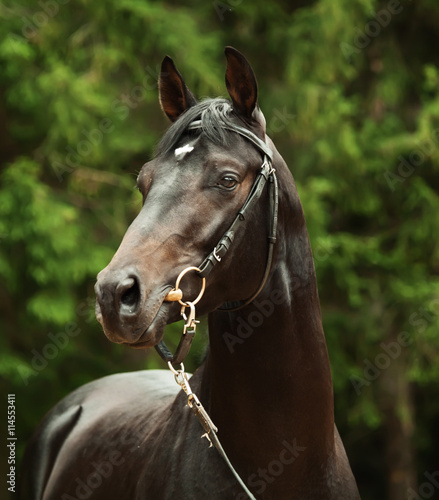 portrait of of black sportive horse