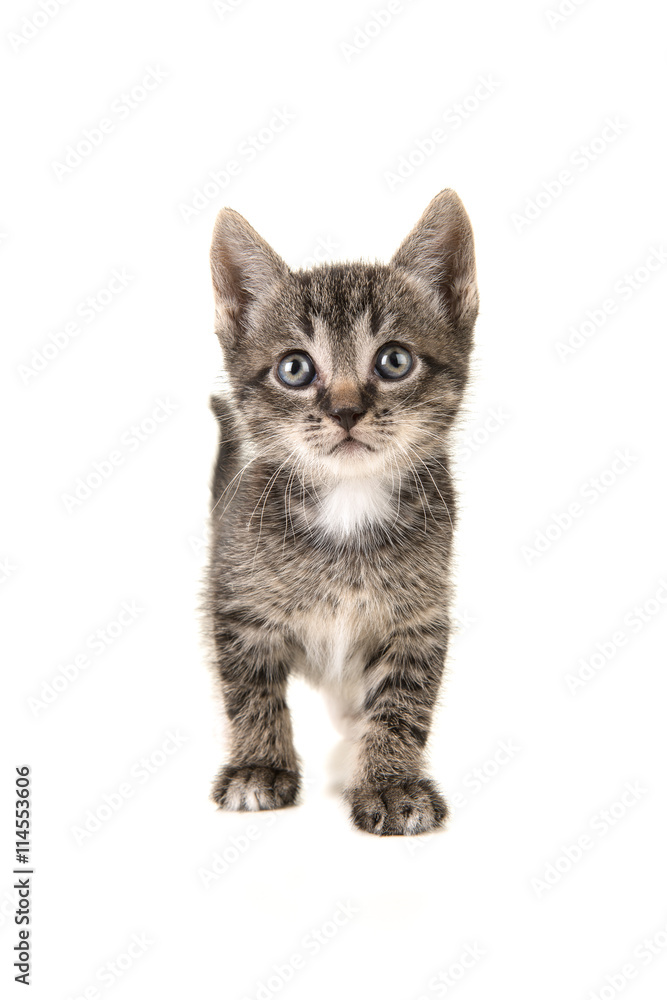 Tabby baby cat looking up Tabby baby cat looking up