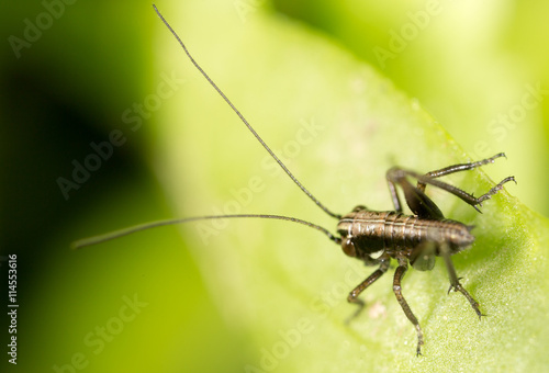 Grasshopper on a green leaf. macro