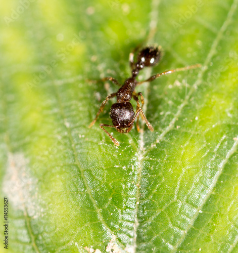 ant on a green leaf. macro © schankz