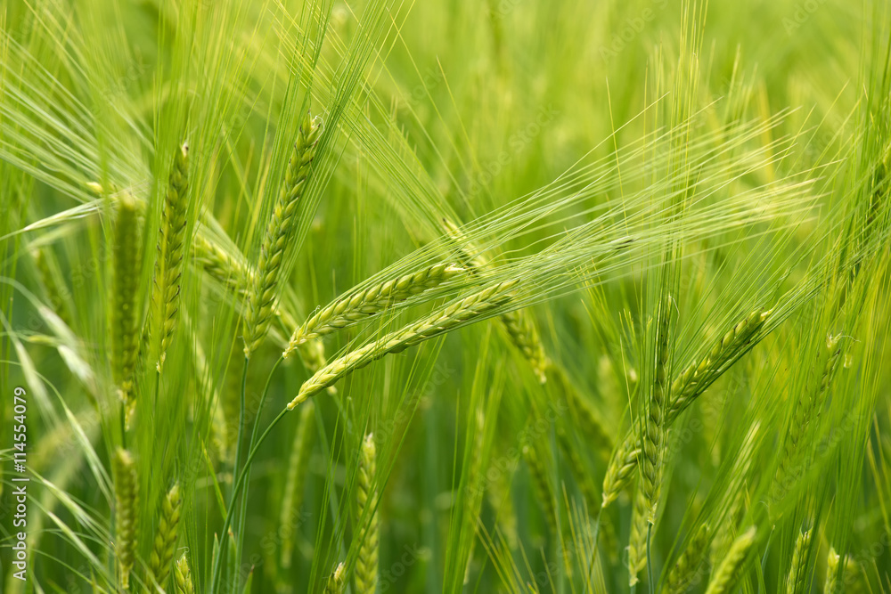 Cereal Plants, Barley, with different focus Cereal Plants, Barley, with different focus