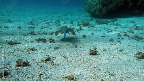 Movie clip of sea fish - Bluespotted stingray - Taeniura lymma - Red sea Egypt  photo