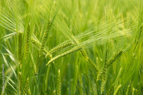 Cereal Plants, Barley, with different focus