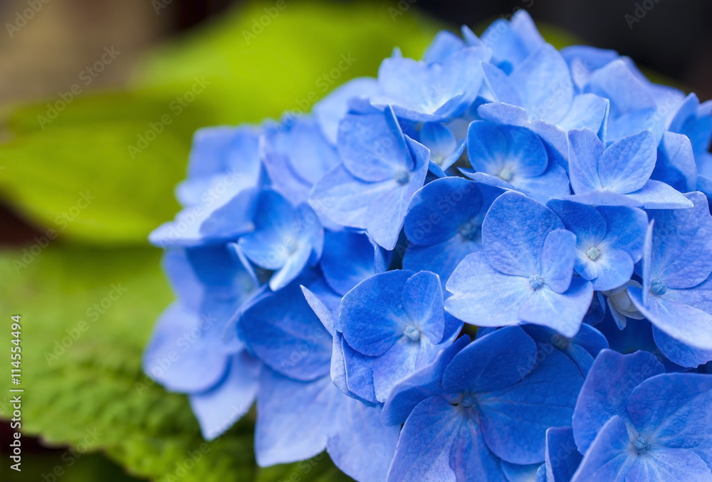 Blue hydrangea and green leafs Blue hydrangea and green leafs