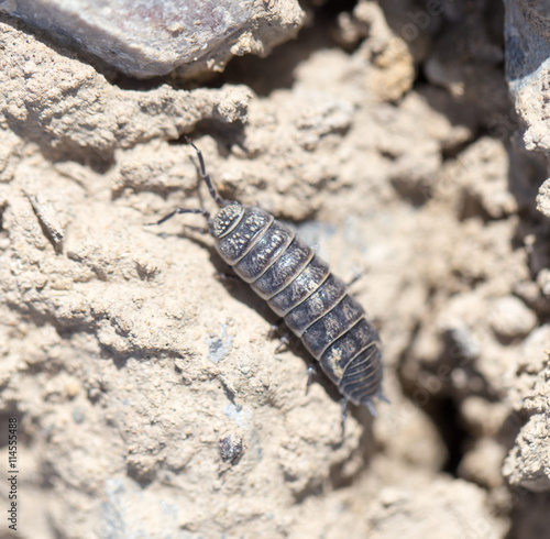 wood louse on dry ground. macro