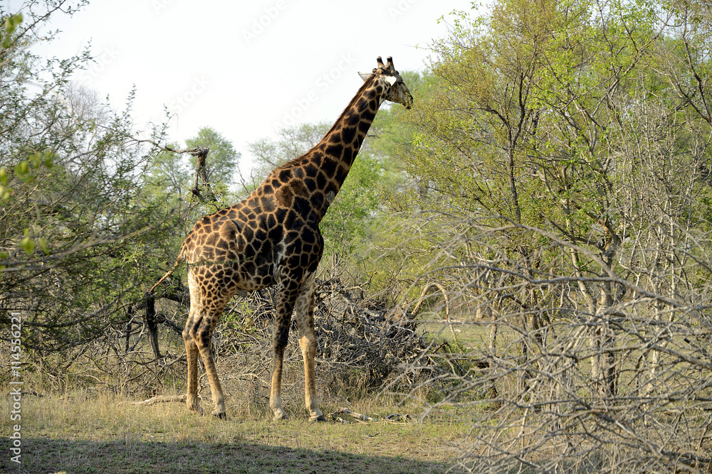 Obraz premium Giraffe, Kruger National Park, South Africa