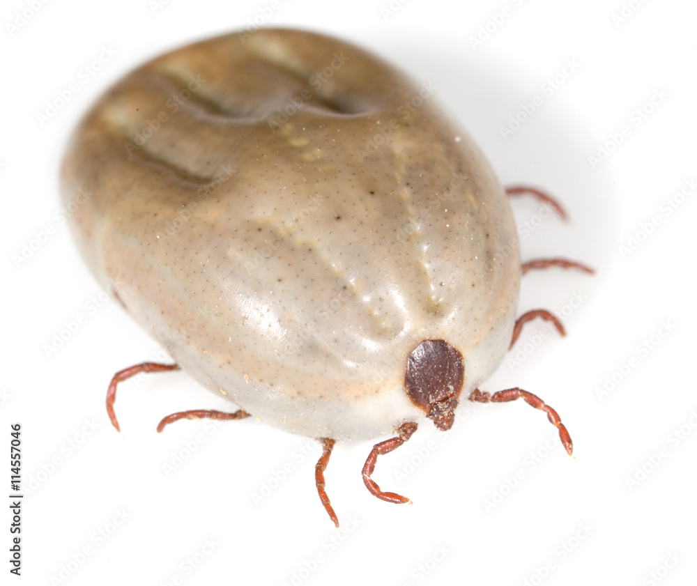 beetle mite on a white background beetle mite on a white background