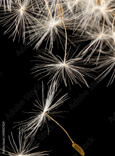 dandelion fluff on a black background. macro