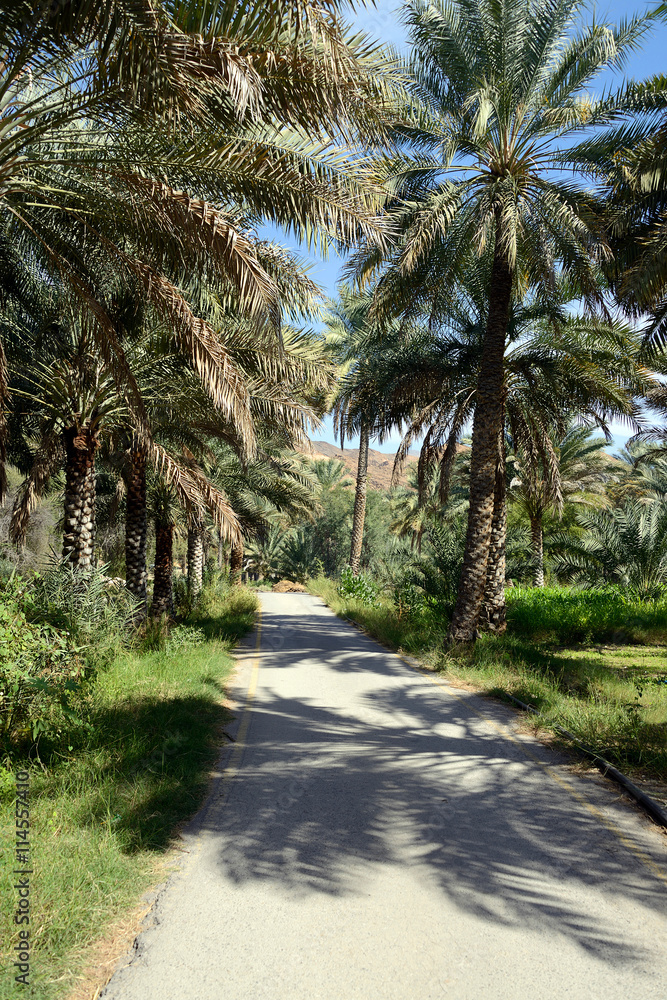 Oasis, Birkat al Mouz, Oman