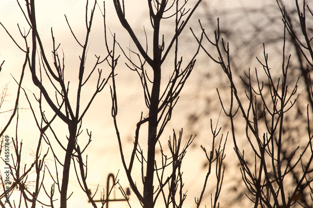 Obraz premium bare branches of a tree at sunrise sun