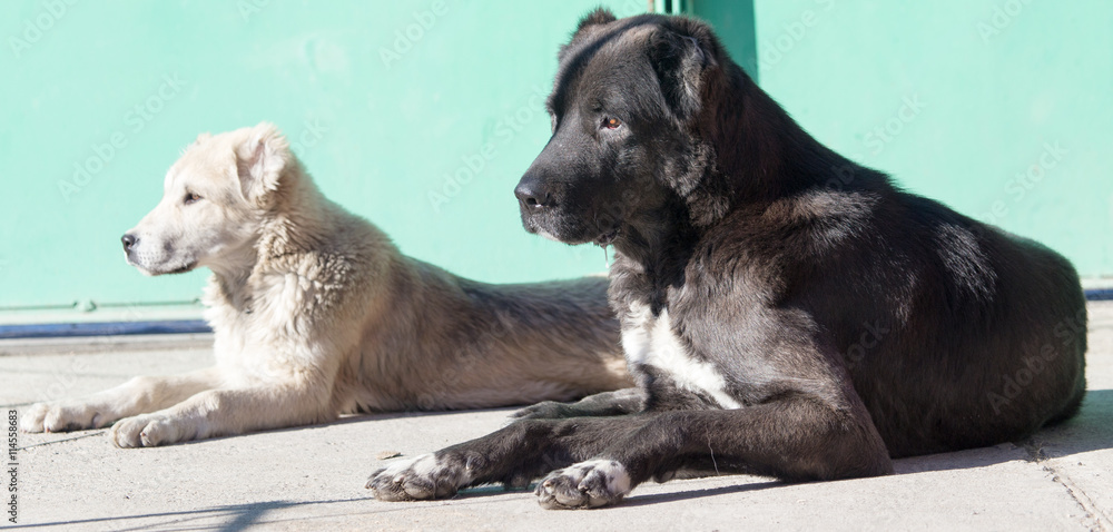 Naklejka premium Two dogs on the nature