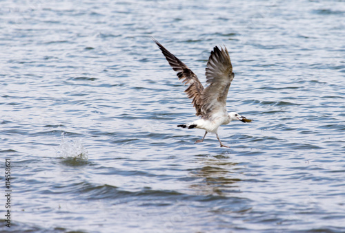 seagull caught fish in flight