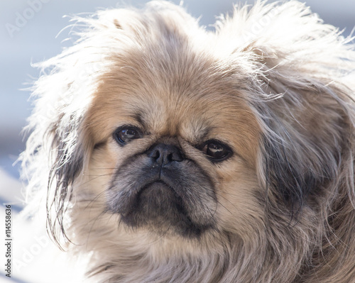 Portrait of a dog on the nature