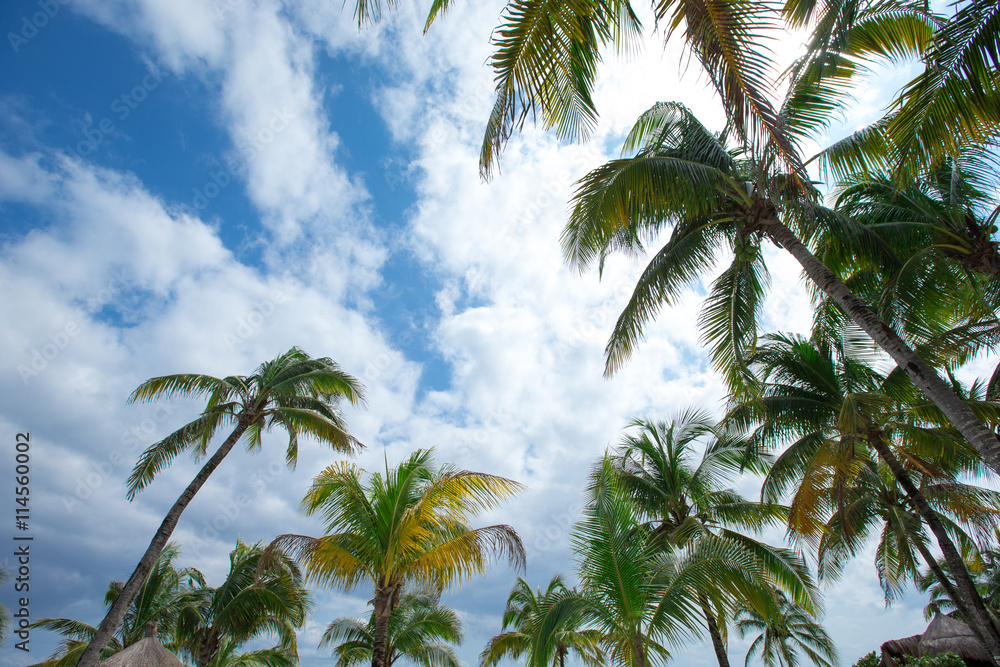 Green palm tree