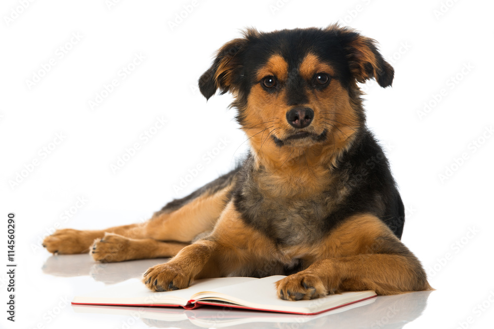 Junger Hund mit Buch