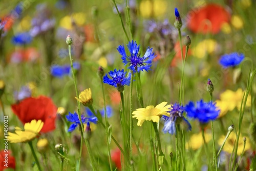 Sommer - Blumen - Wildblumen - Blumenwiese © S.H.exclusiv