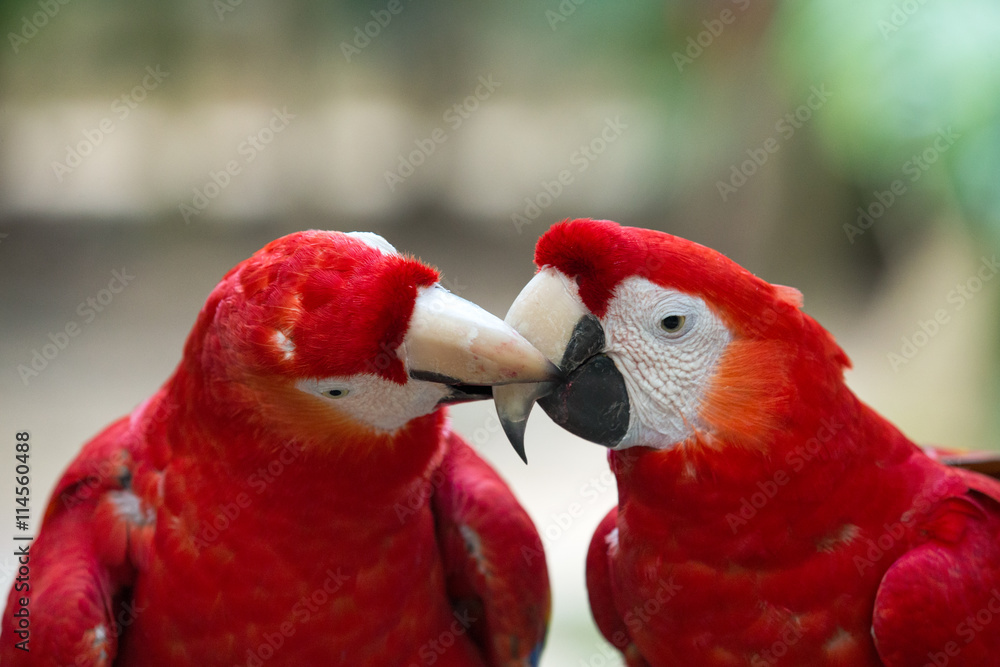 Fototapeta premium parrot bird