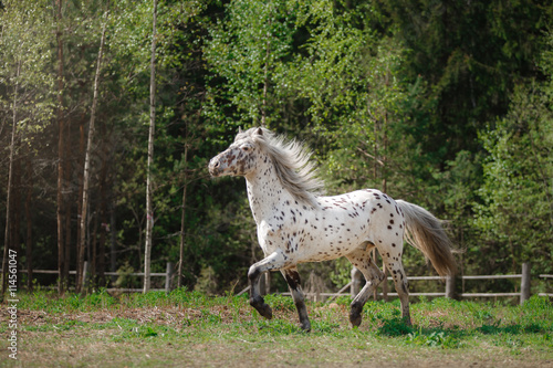 Horse on nature
