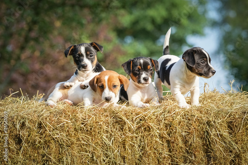 Niedlich - 4 junge Jack-Russel Welpen genießen auf einem Strohballen die Sonne photo