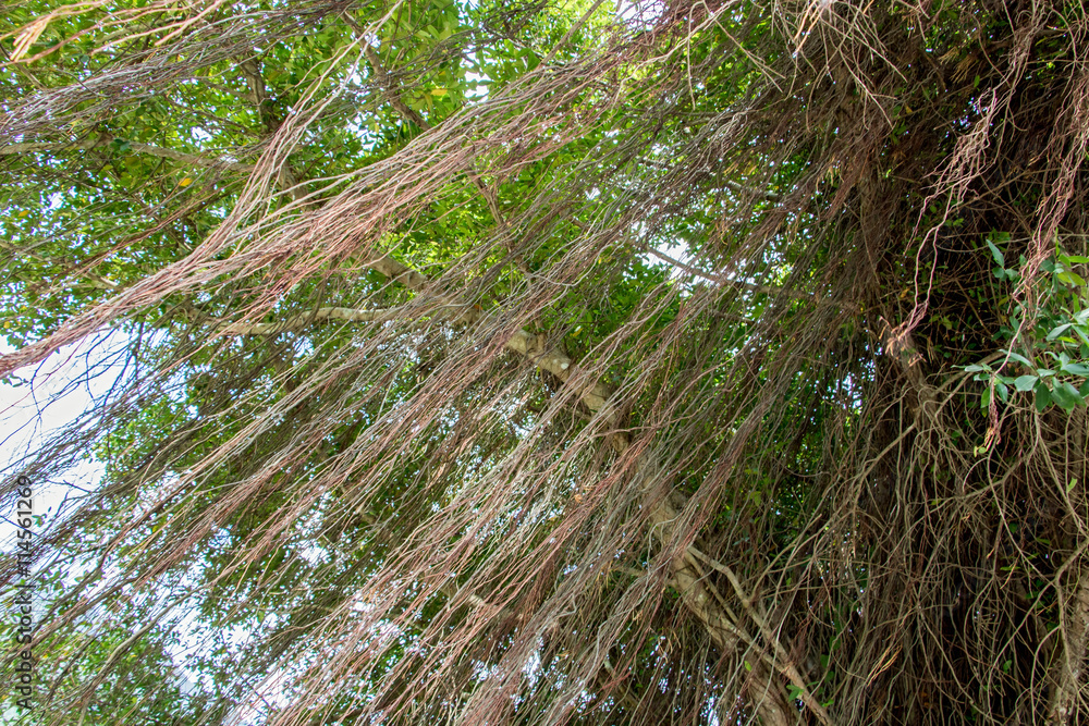 Fototapeta premium lianas hanging from a tree