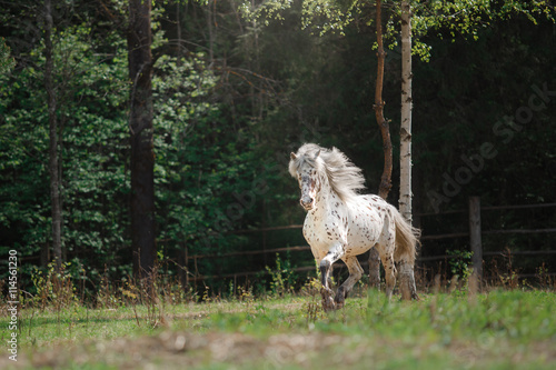 Horse on nature