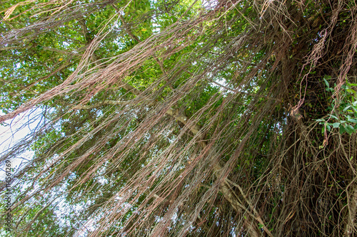 lianas hanging from a tree photo