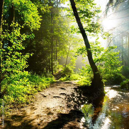 Wald mit Weg neben einem Bach bei strahlendem Sonnenschein